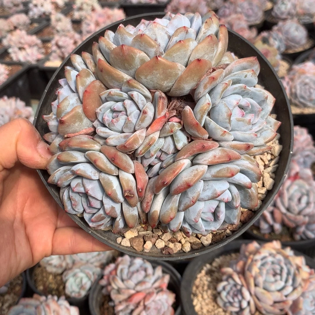 无花朵哈哈哈哈哈哈哈哈哈哈11