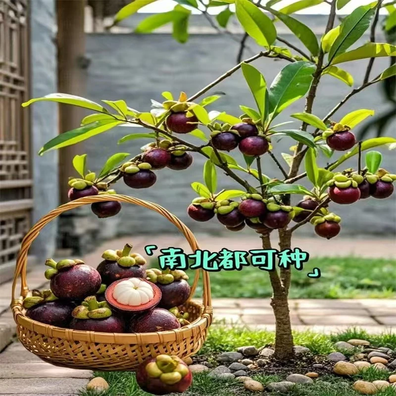ZB矮化无籽山阳台庭院盆栽地栽种植果