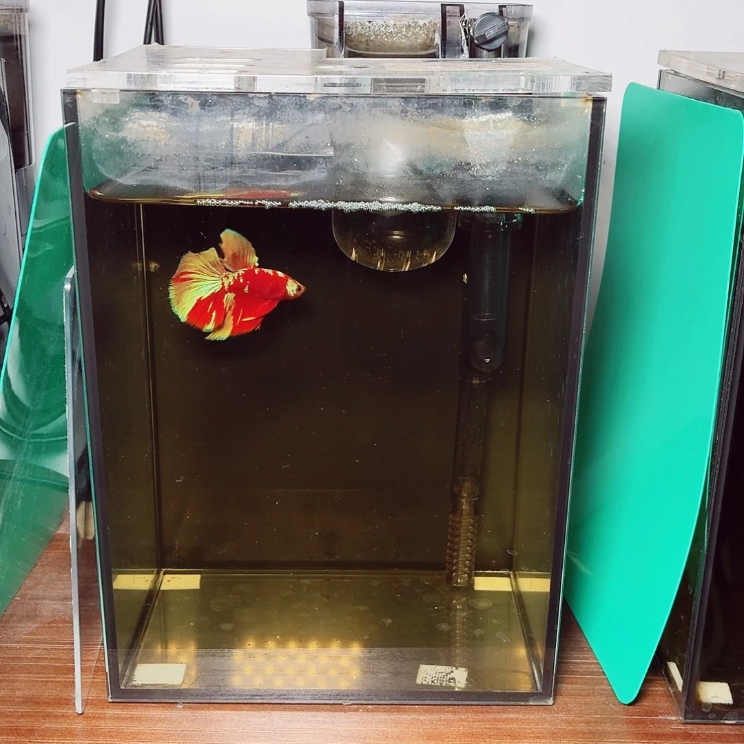 斗鱼彩金半月公鱼