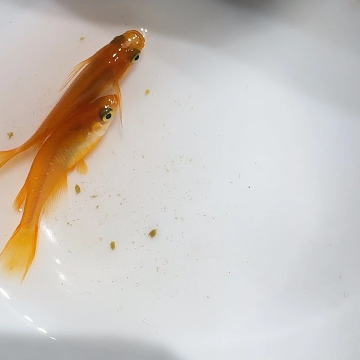 海水鱼25号拍品长鳍红帝一组