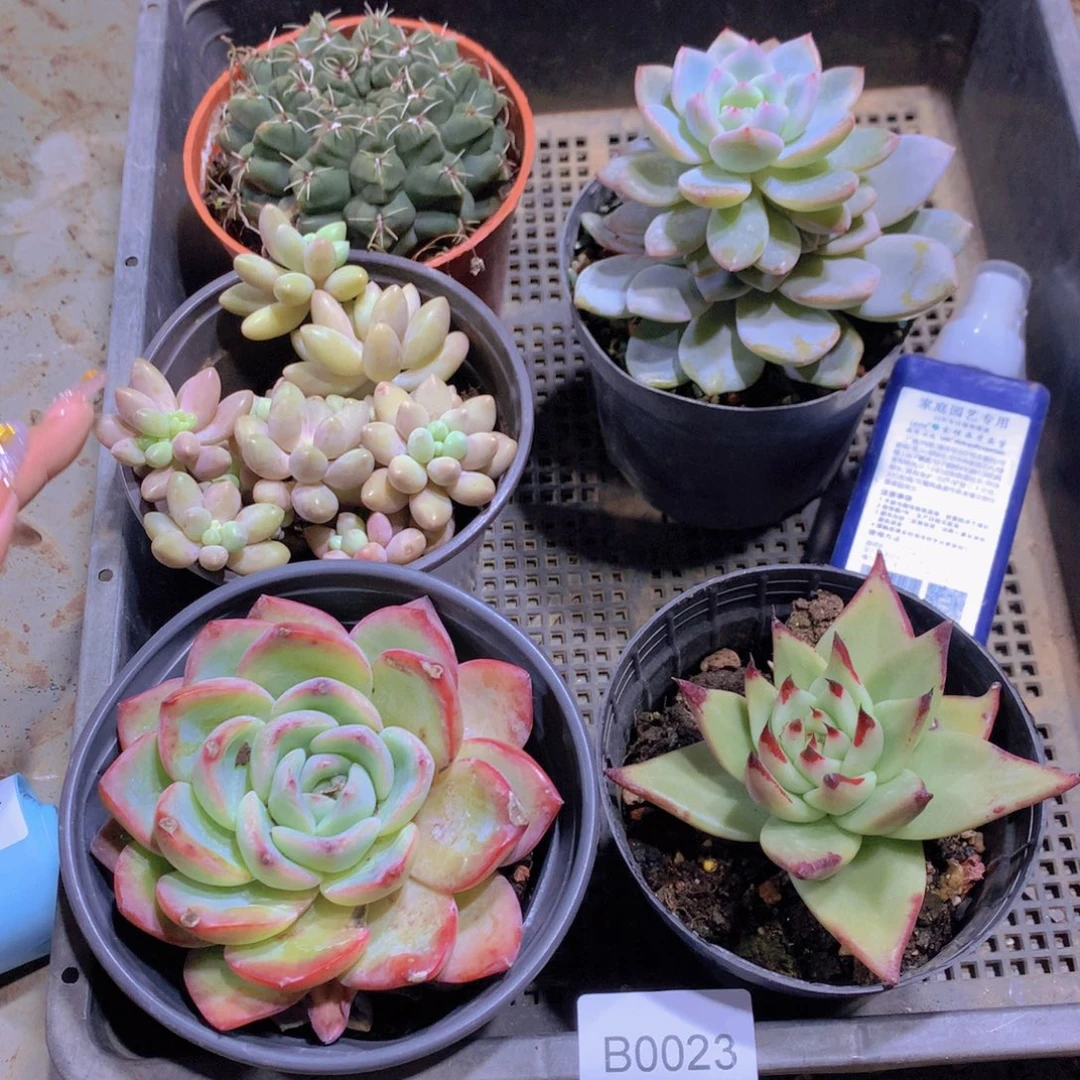 闪购多肉框拍包邮00023