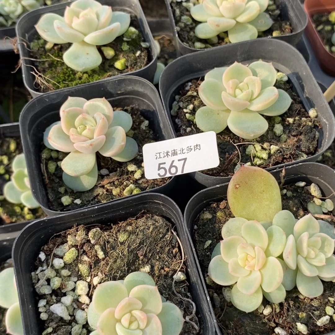 标567上盆甜心877多肉两颗