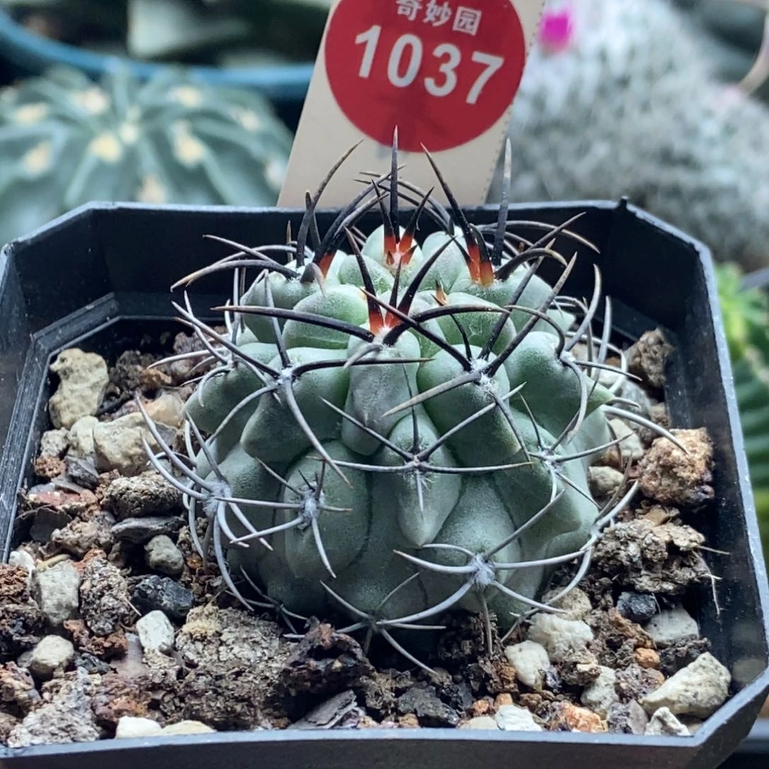 实生狂刺白皮素妆玉4cm