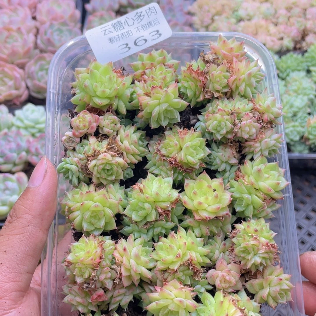 云糖心多肉植物363