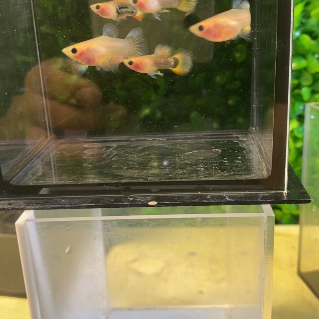孔雀鱼小蜜蜂三对