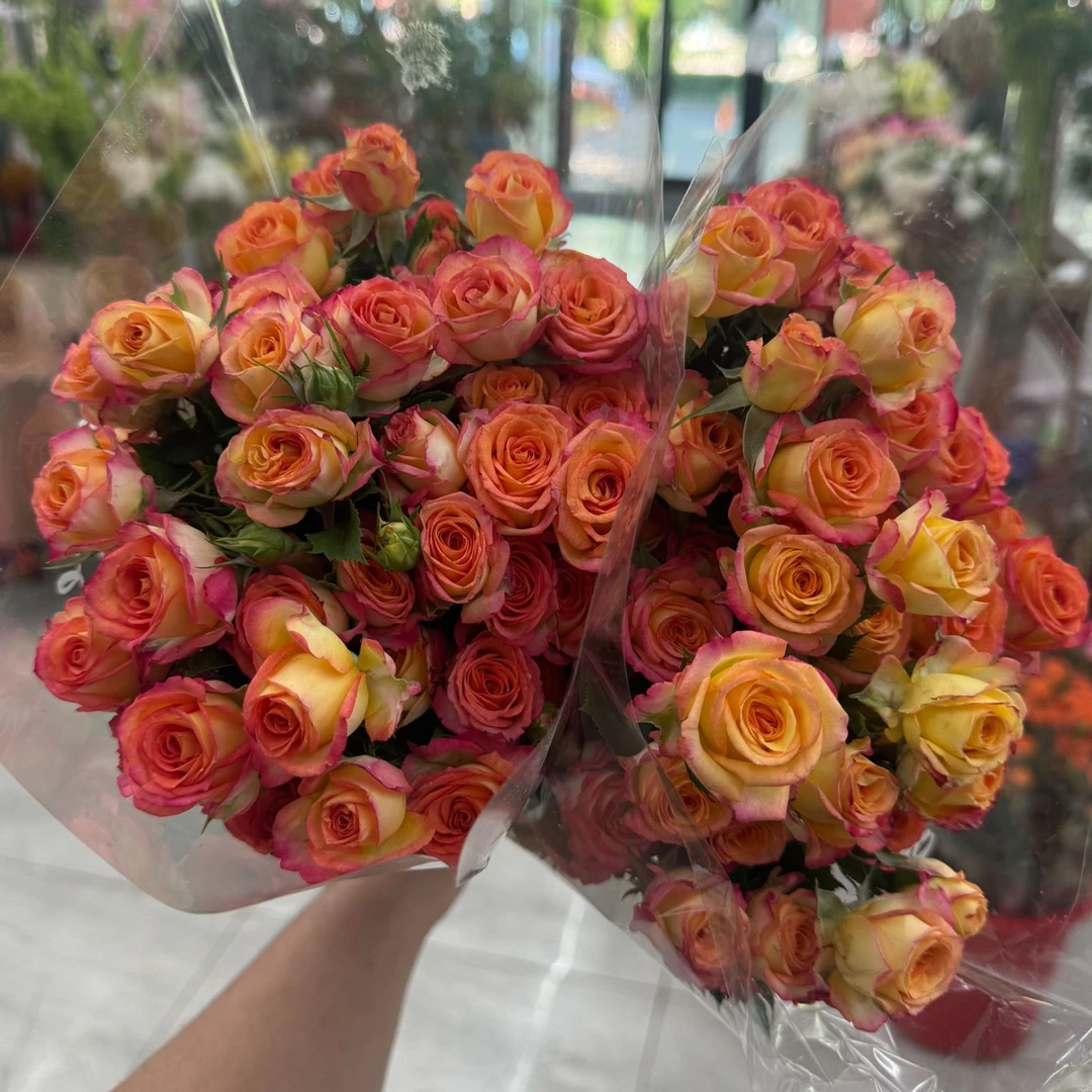 【爱丽丝多头玫瑰】