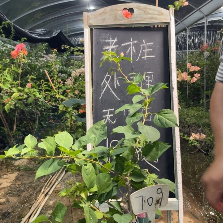 无花朵三角梅三角梅709