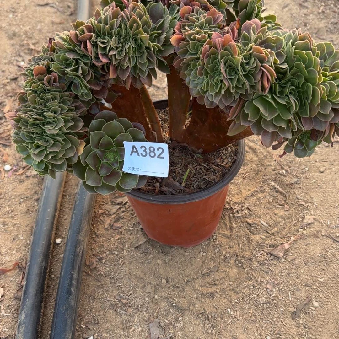 玫瑰缀断枝不包382