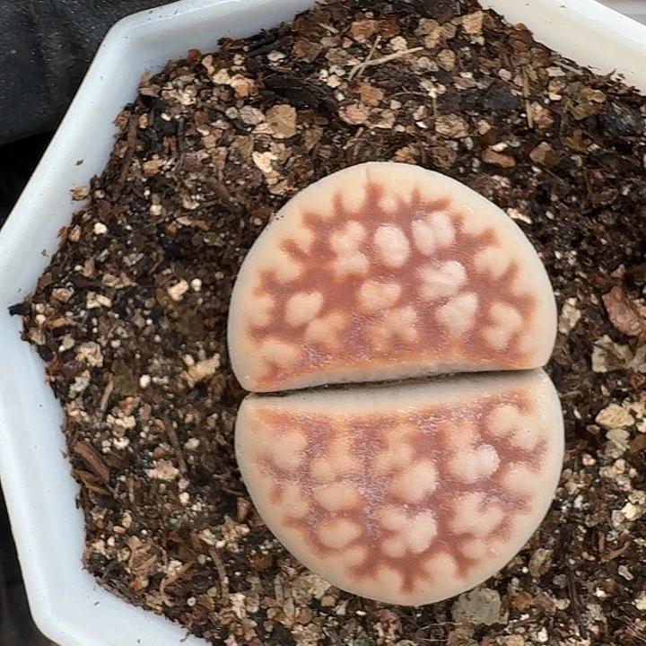 生石花23:：：：。   278号