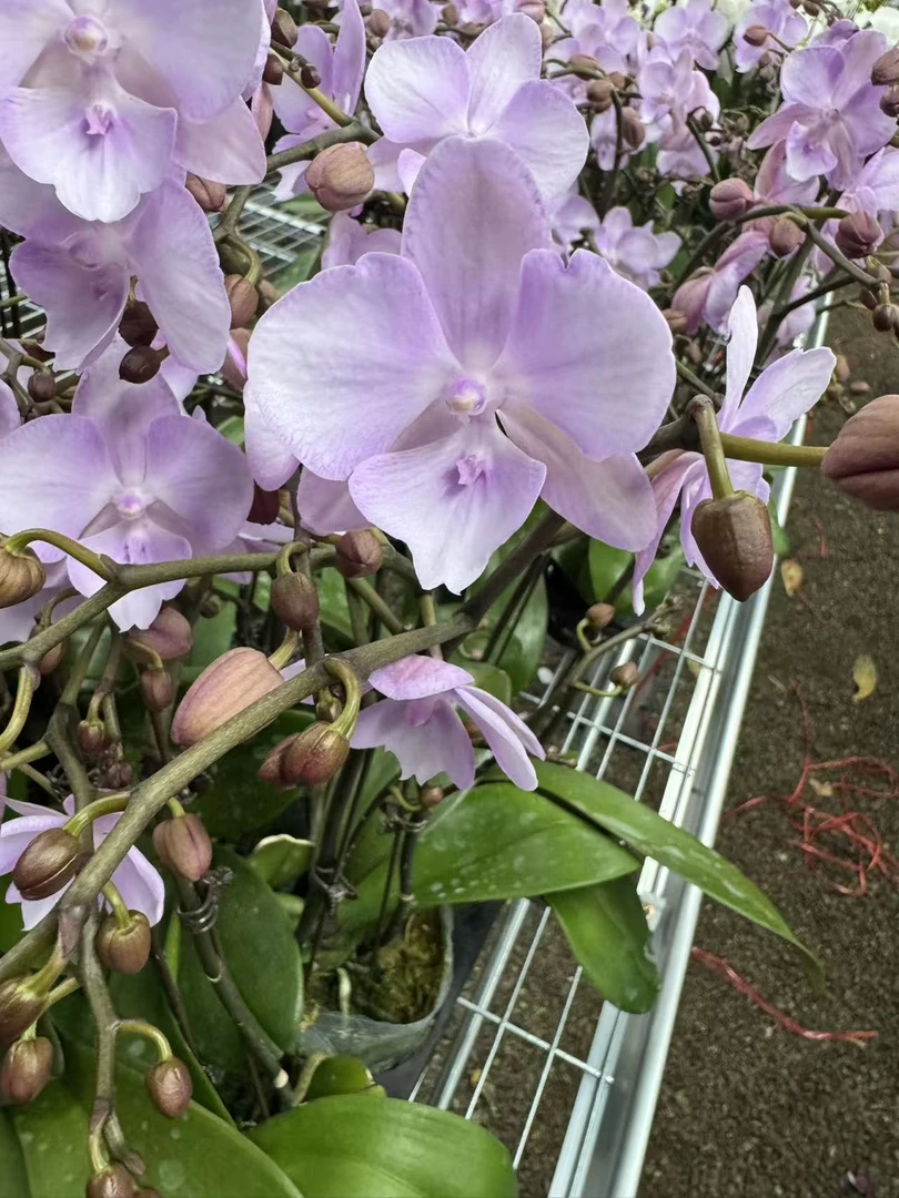 【神仙姐姐】高档蝴蝶兰鲜花盆栽