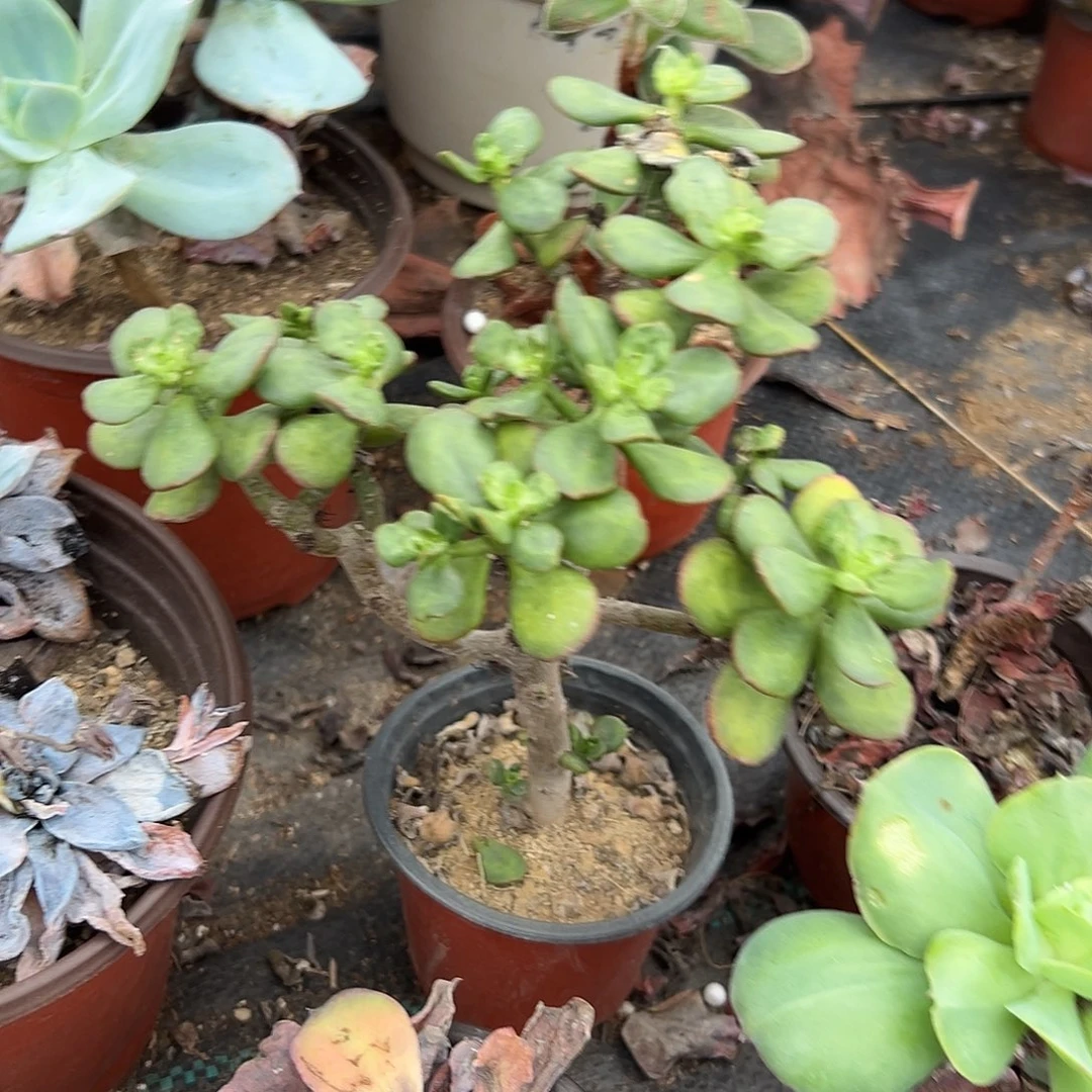 多肉植物多肉植物