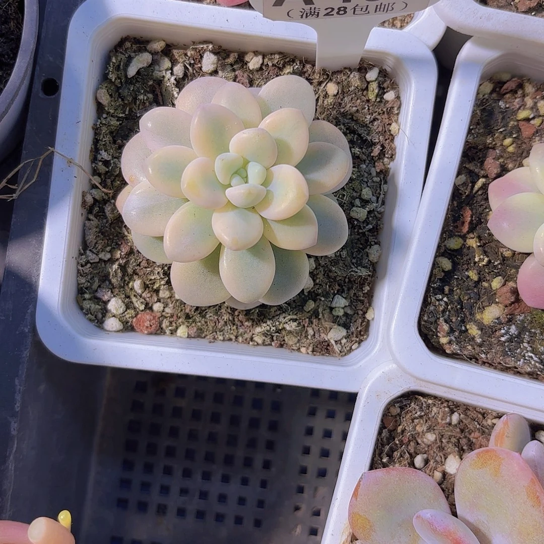 A498洛神锦一物一拍