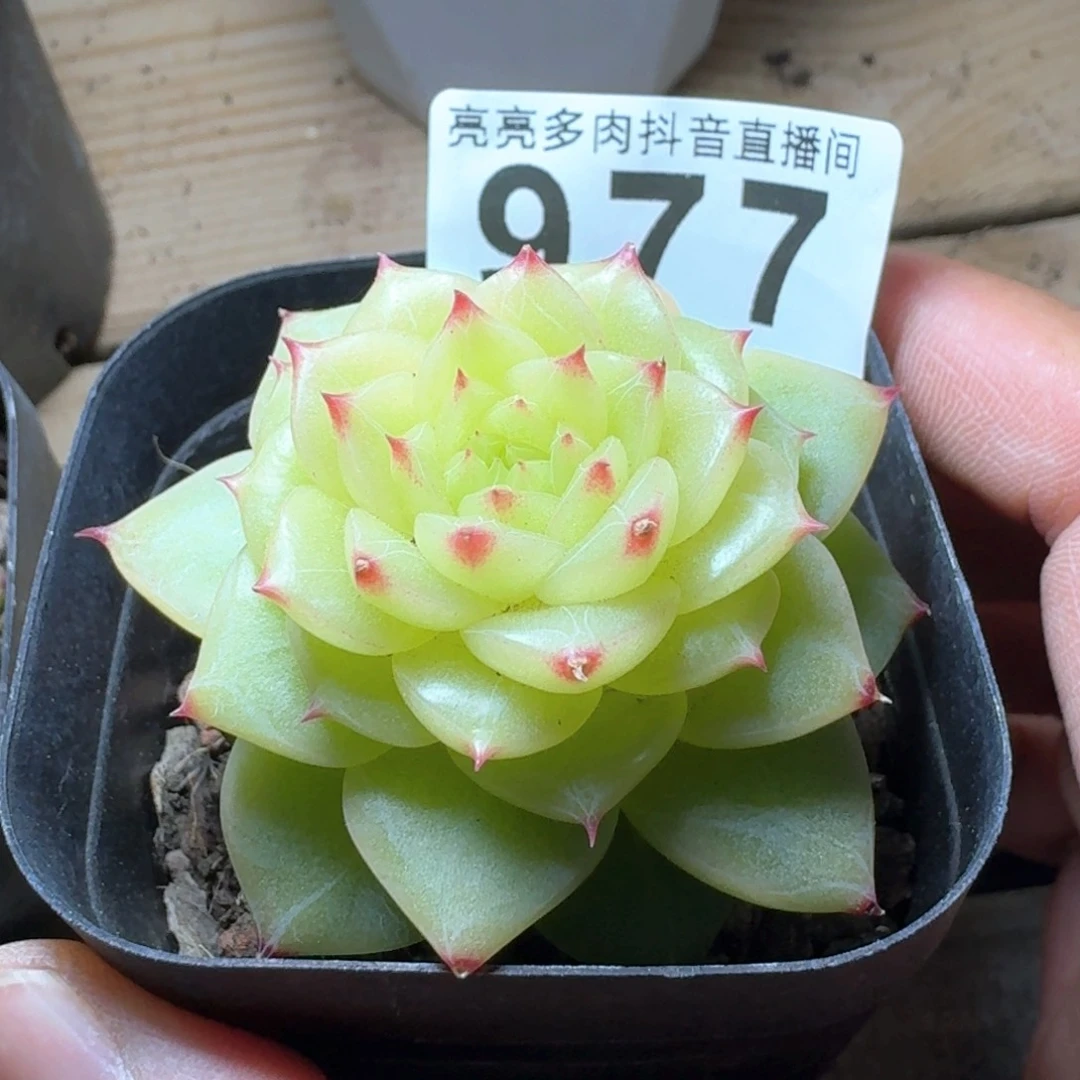 柰*杜若珍妮         多肉植物