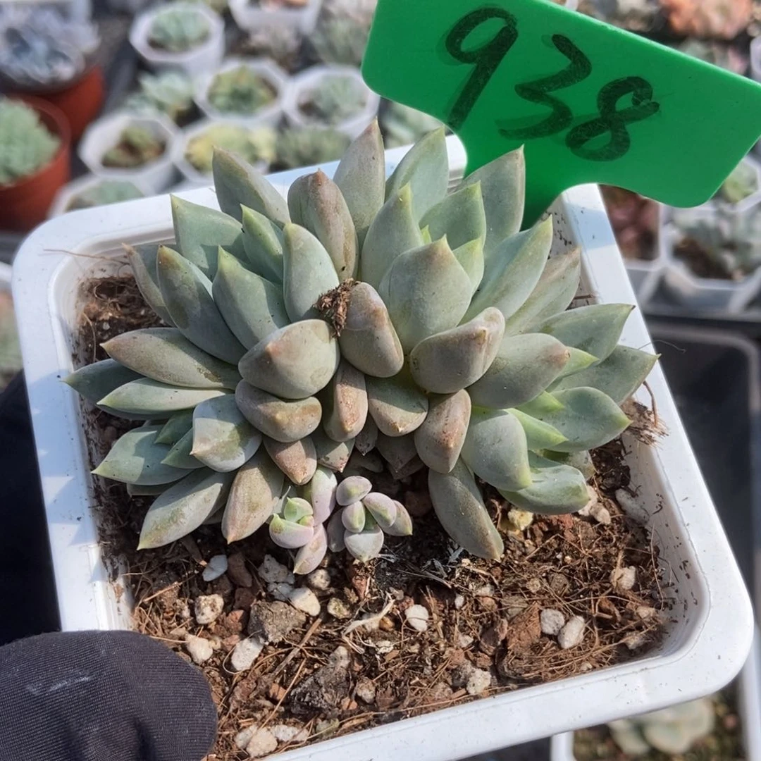 1938象牙多肉植物保护