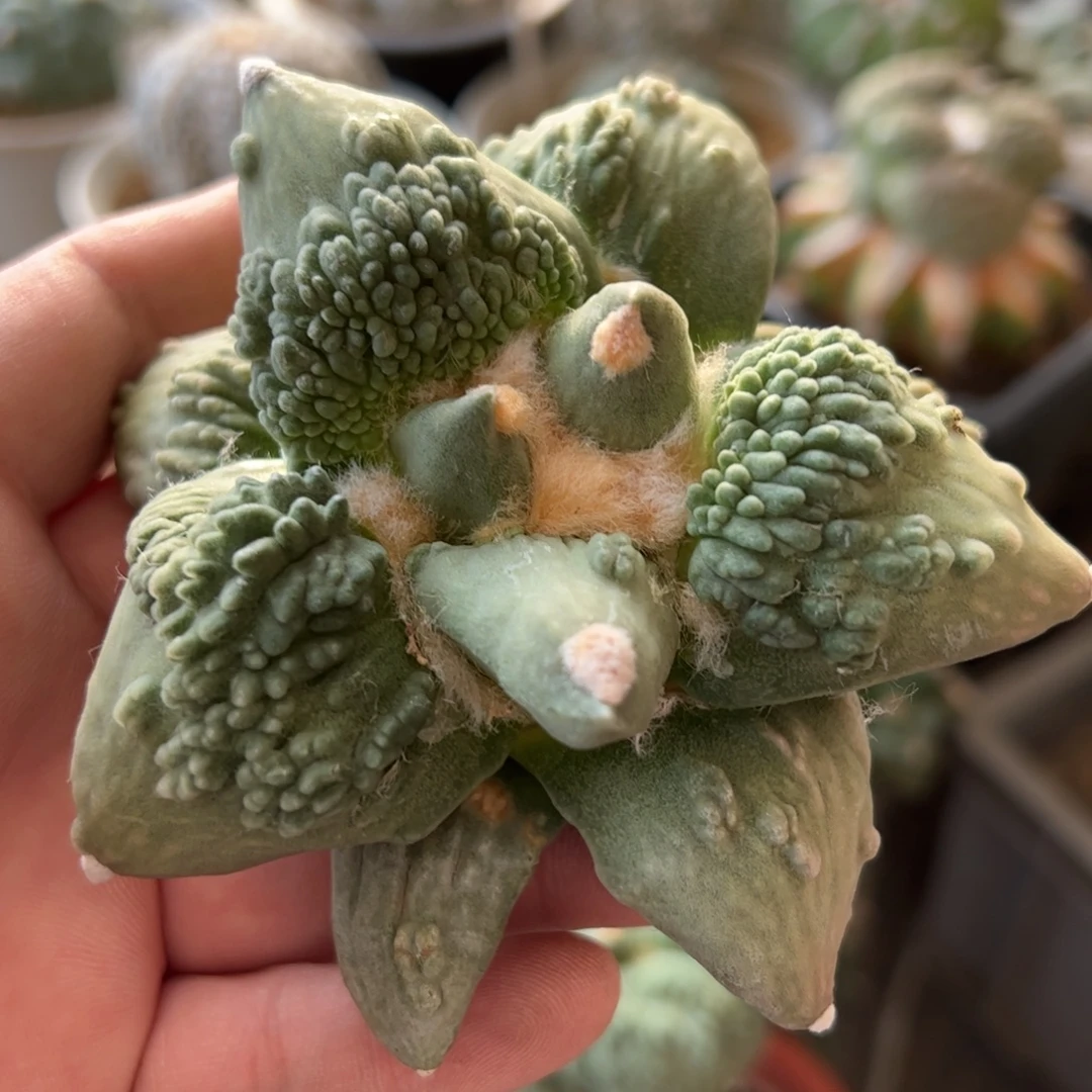 无花朵111实生怒涛mmmmm