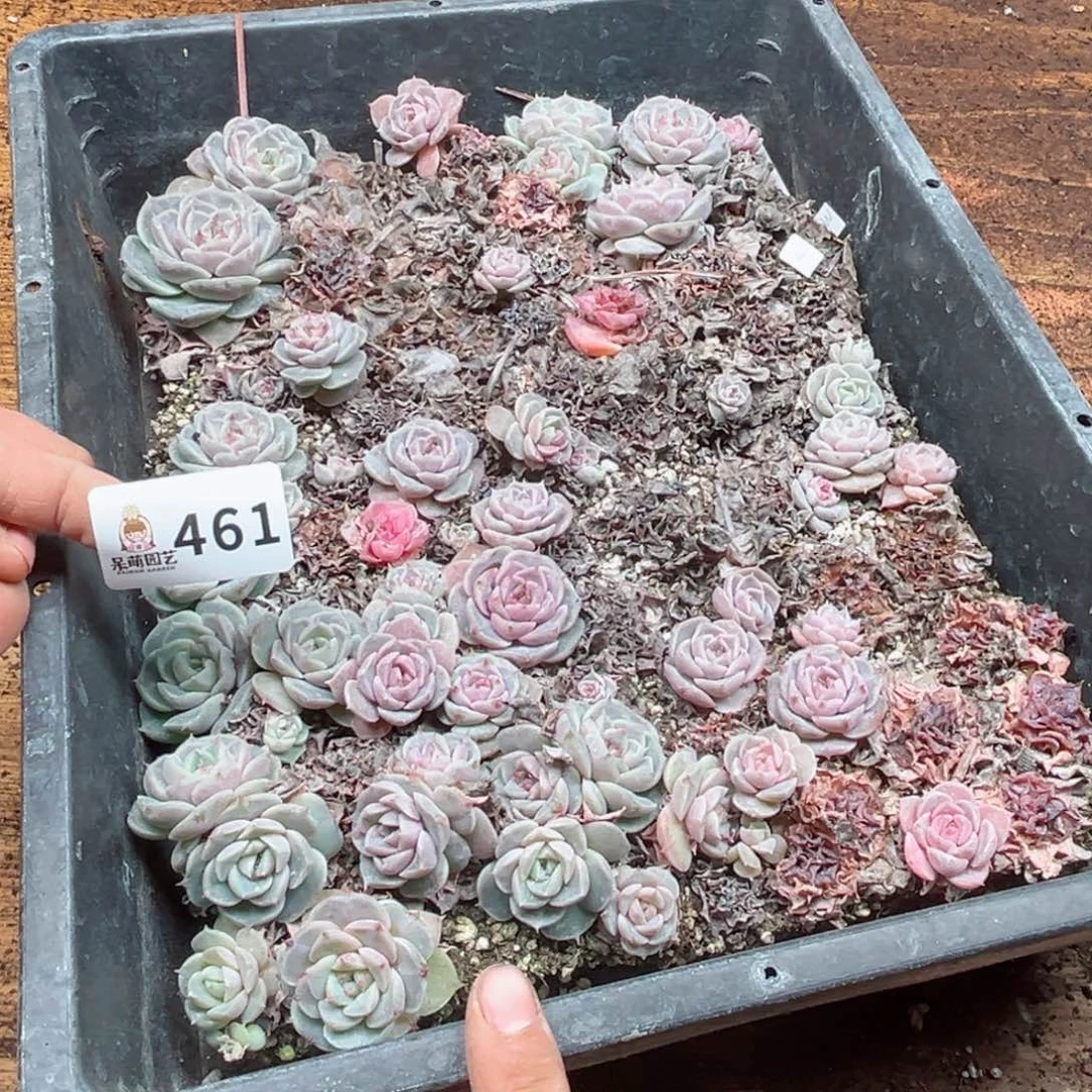 多肉植物多肉植物