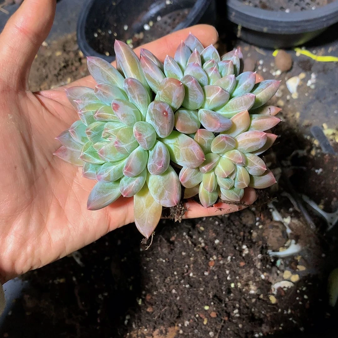 唐****ᴳ哈哈哈哈哈哈哈哈哈哈