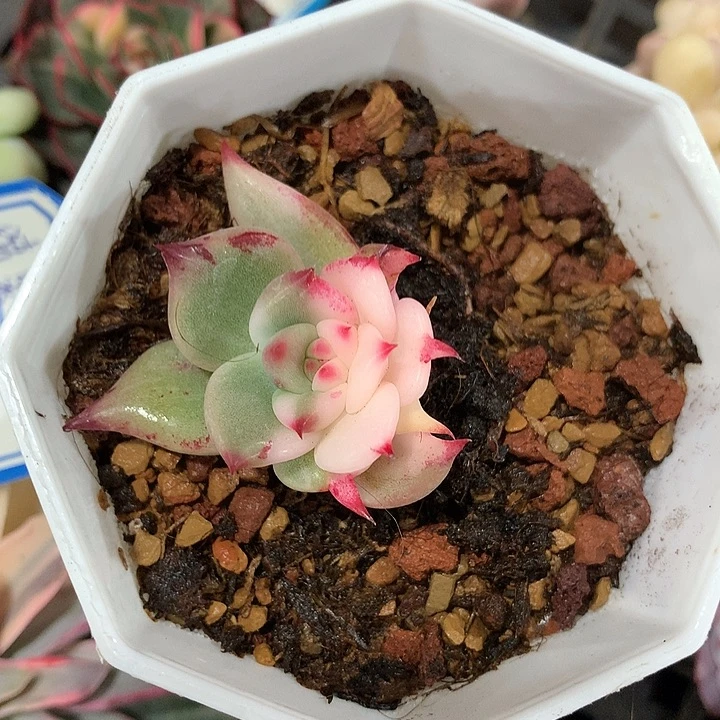 红颜蜜语锦锦偏锦