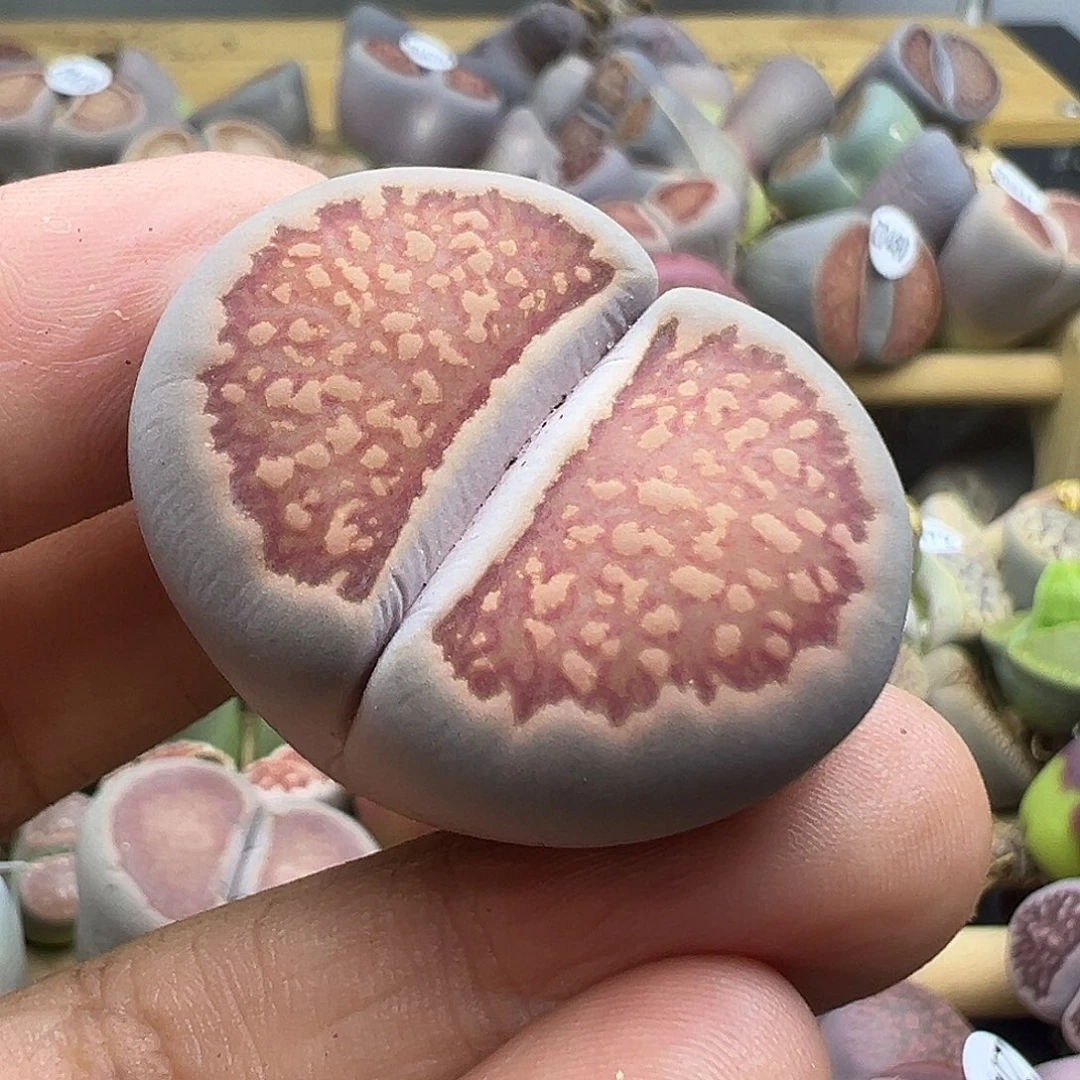 512炸11111111111111111