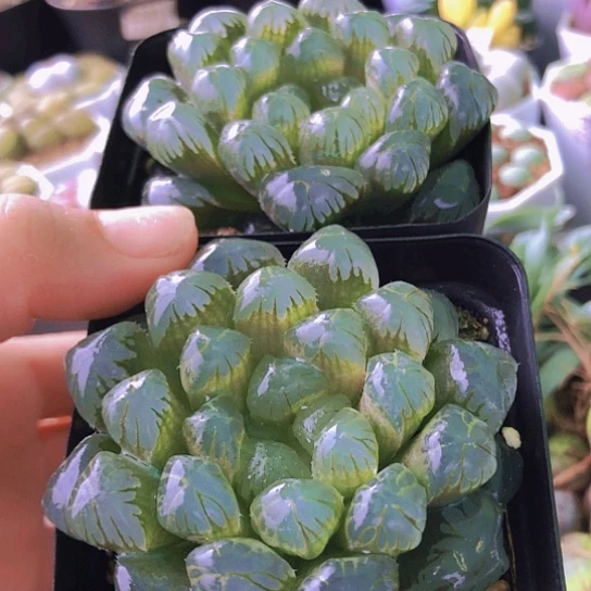 无花朵1330，两颗大冰灯