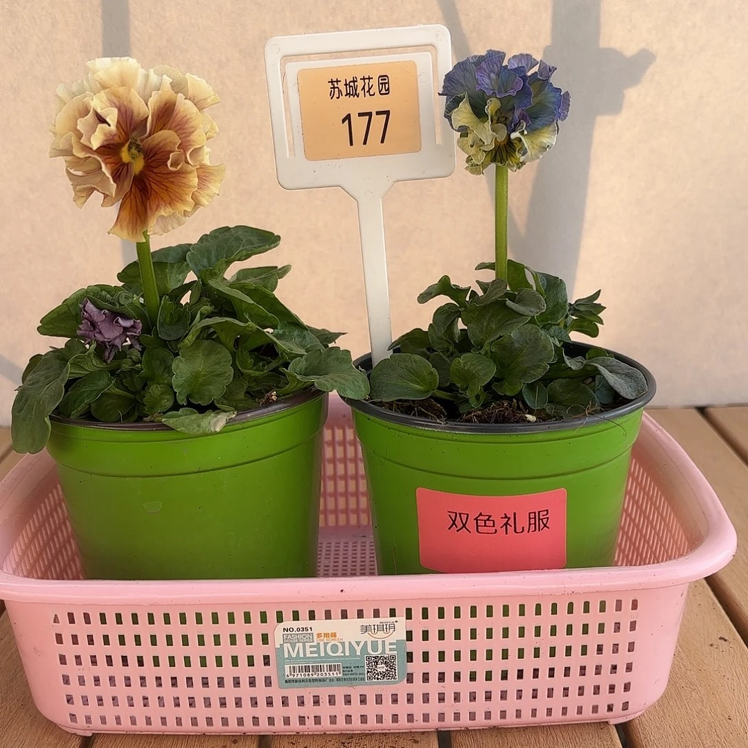 大部分开放少量花苞177