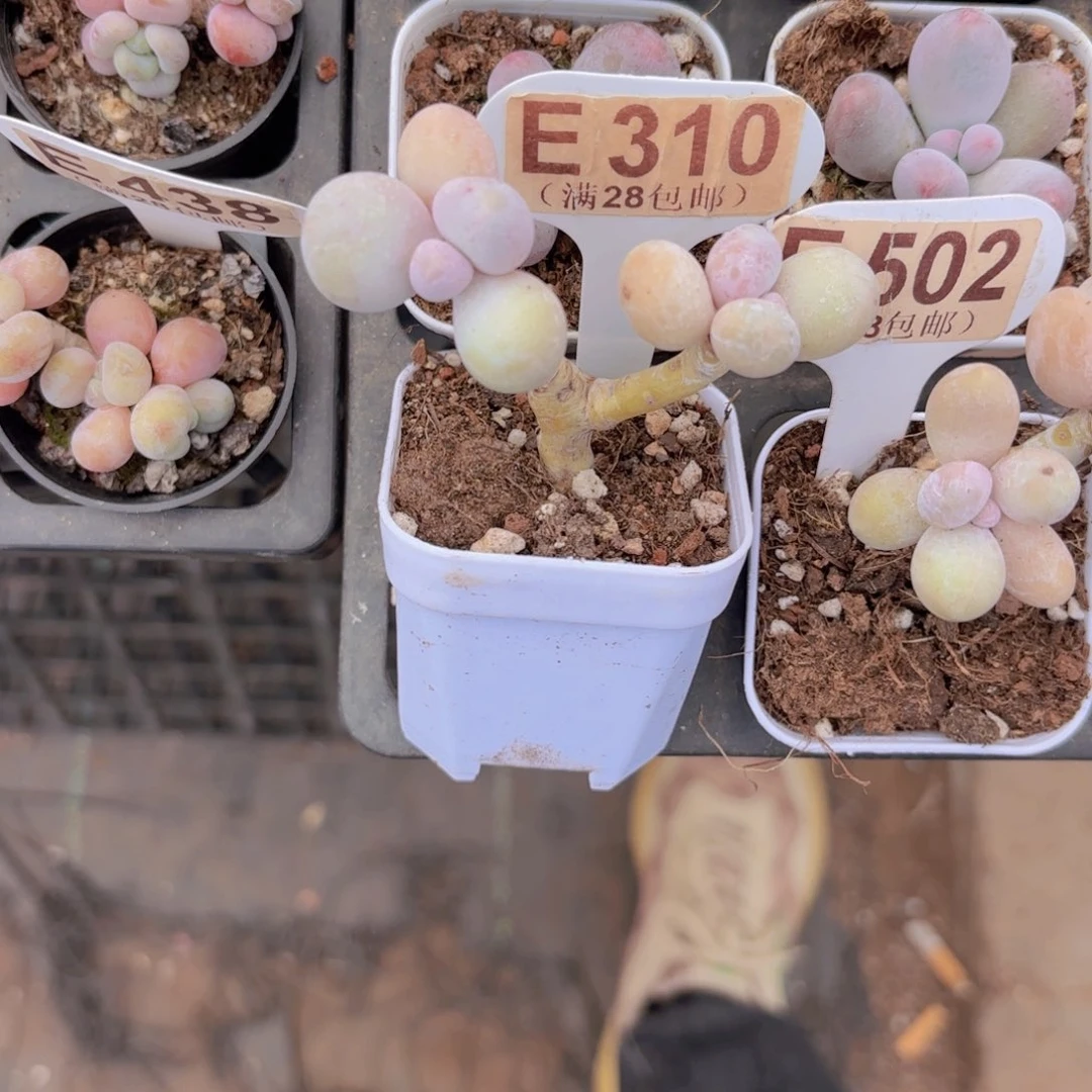 E310水光针奶酪一物一拍