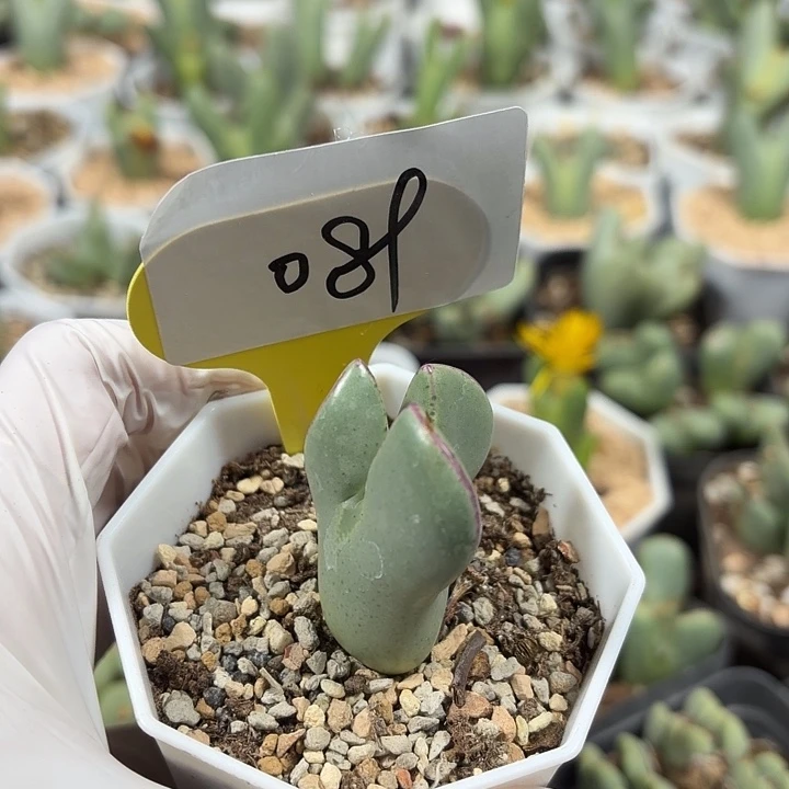 米***多苹果手机没流量用咯就关机啦