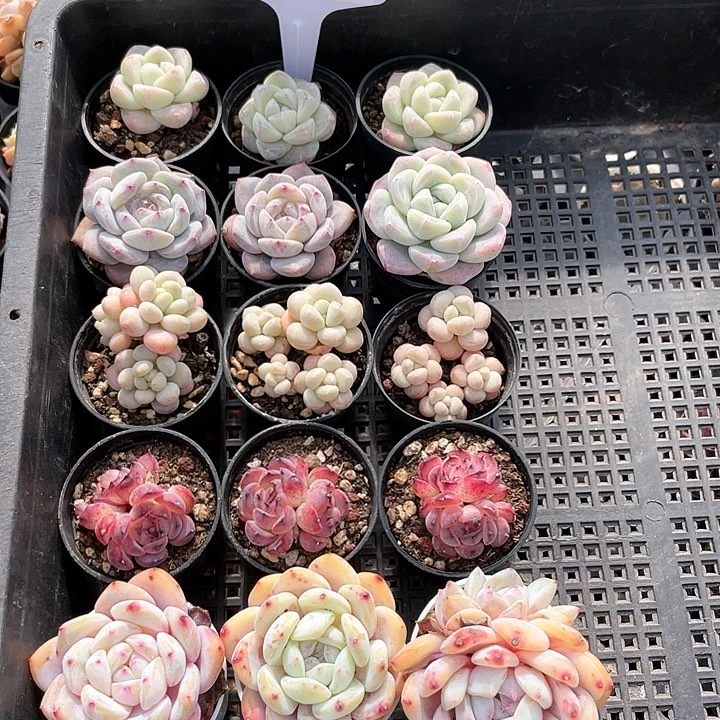 薇薇安园艺多肉1746