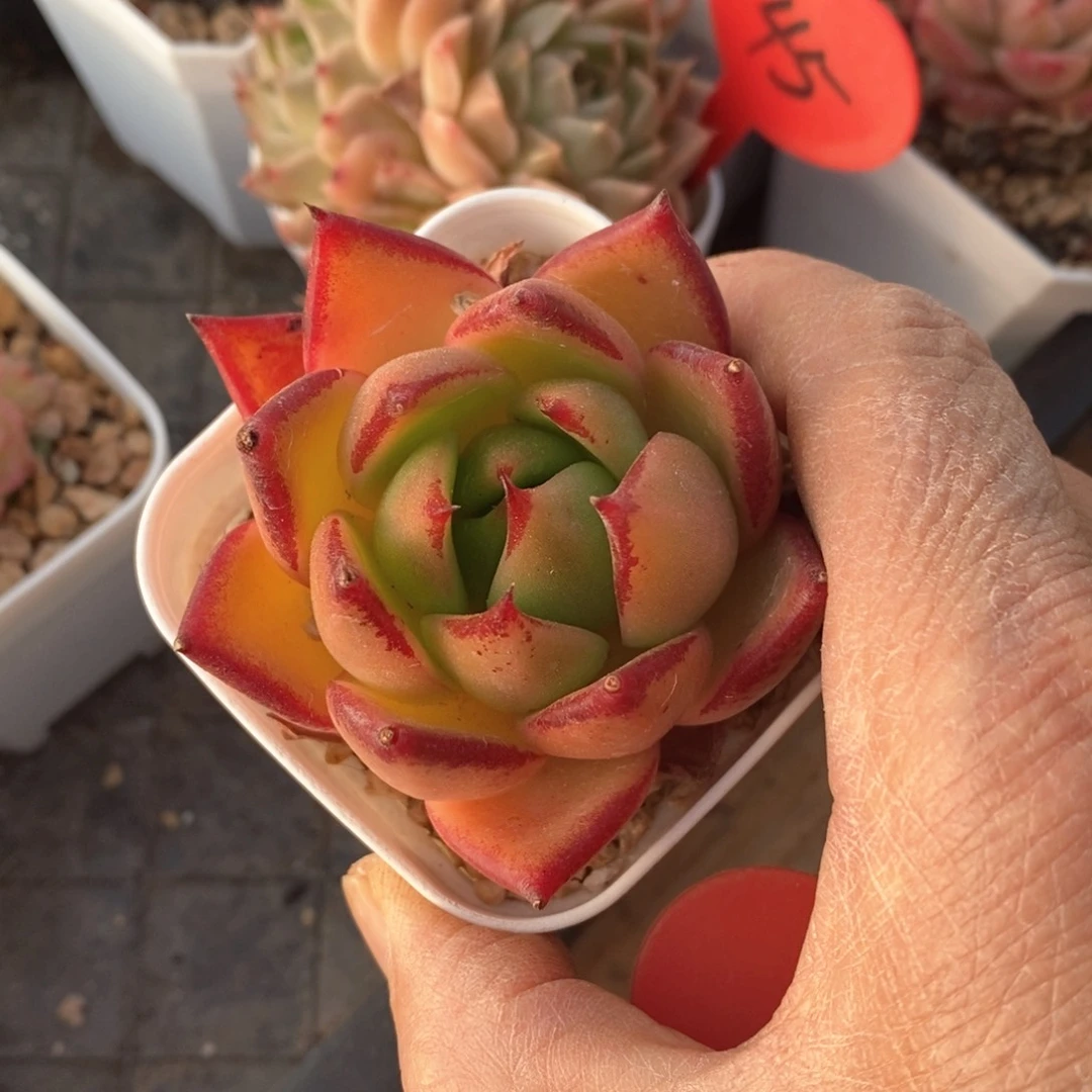 精品多肉一物一拍不包整95