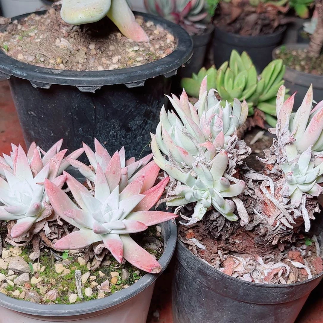 5139四盆仙女杯多肉