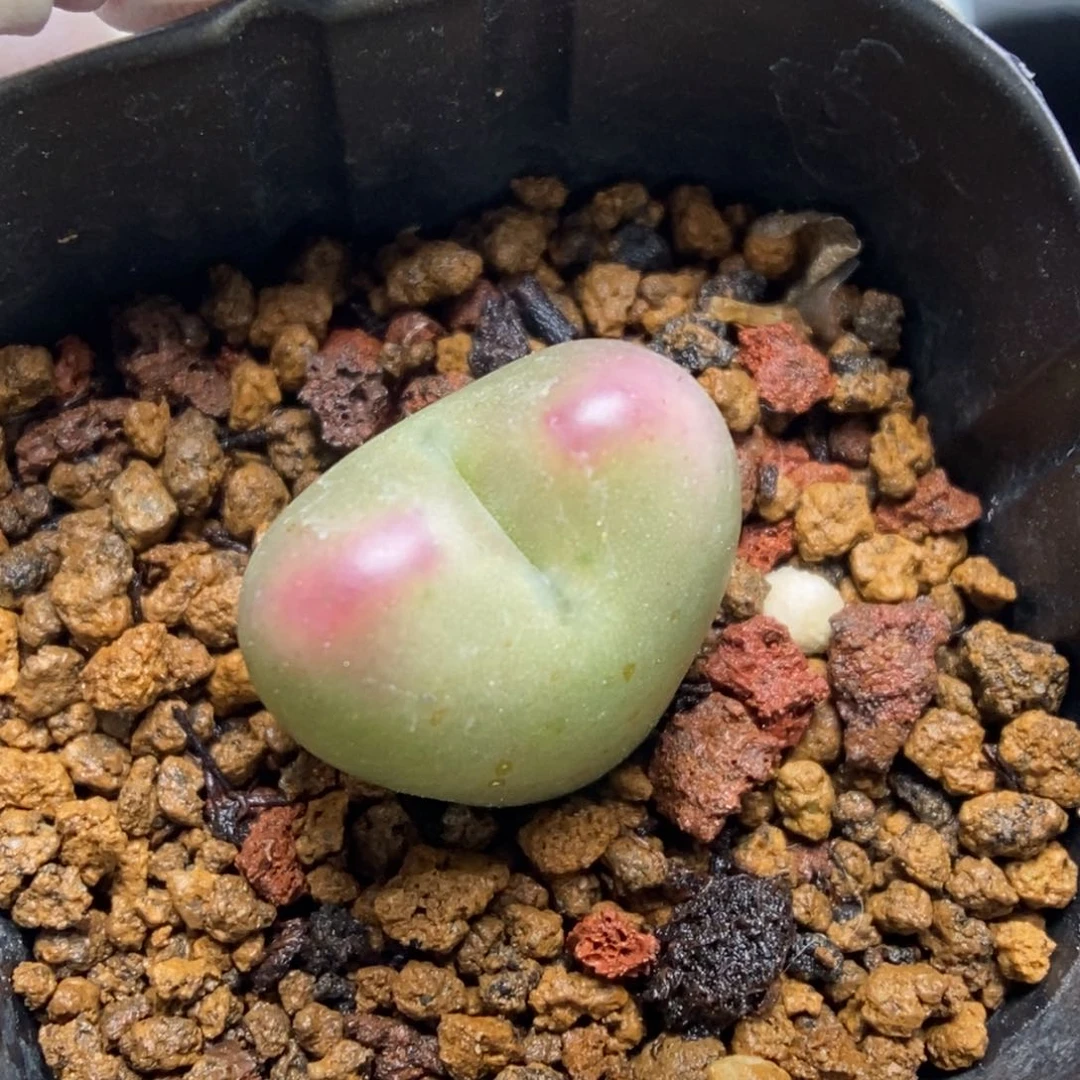 多肉植物肉锥杂交K-034（1.6）金属皮 晕染星星眼