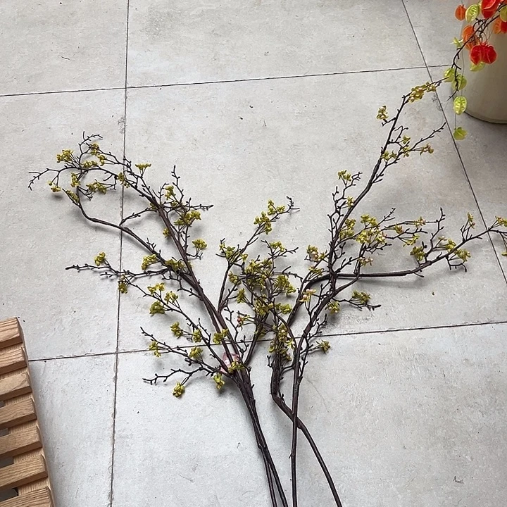 一口价样品四只南蛇藤