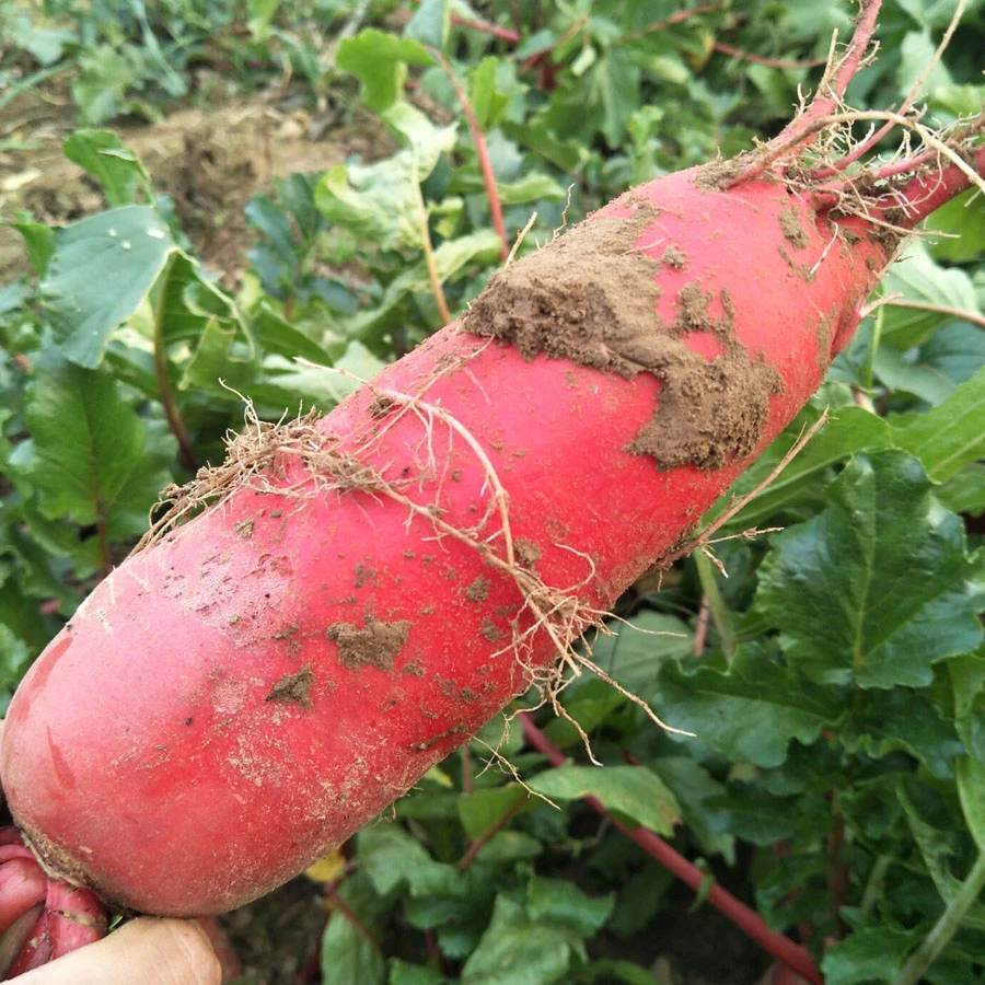 25年现挖新鲜红皮萝卜·辣萝卜水果白芯农家自种蔬菜炒菜腌菜苏北