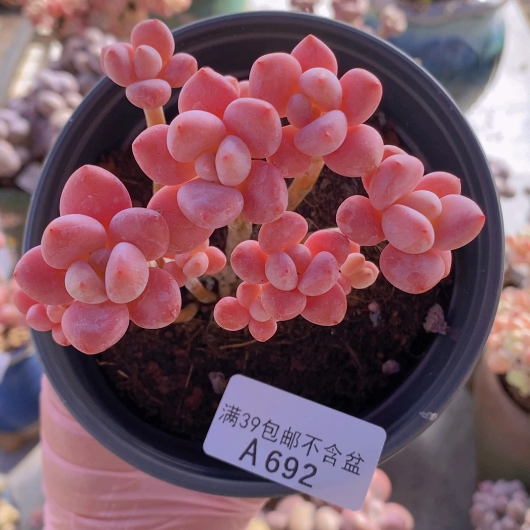 樱花洛神7cm692多肉植物