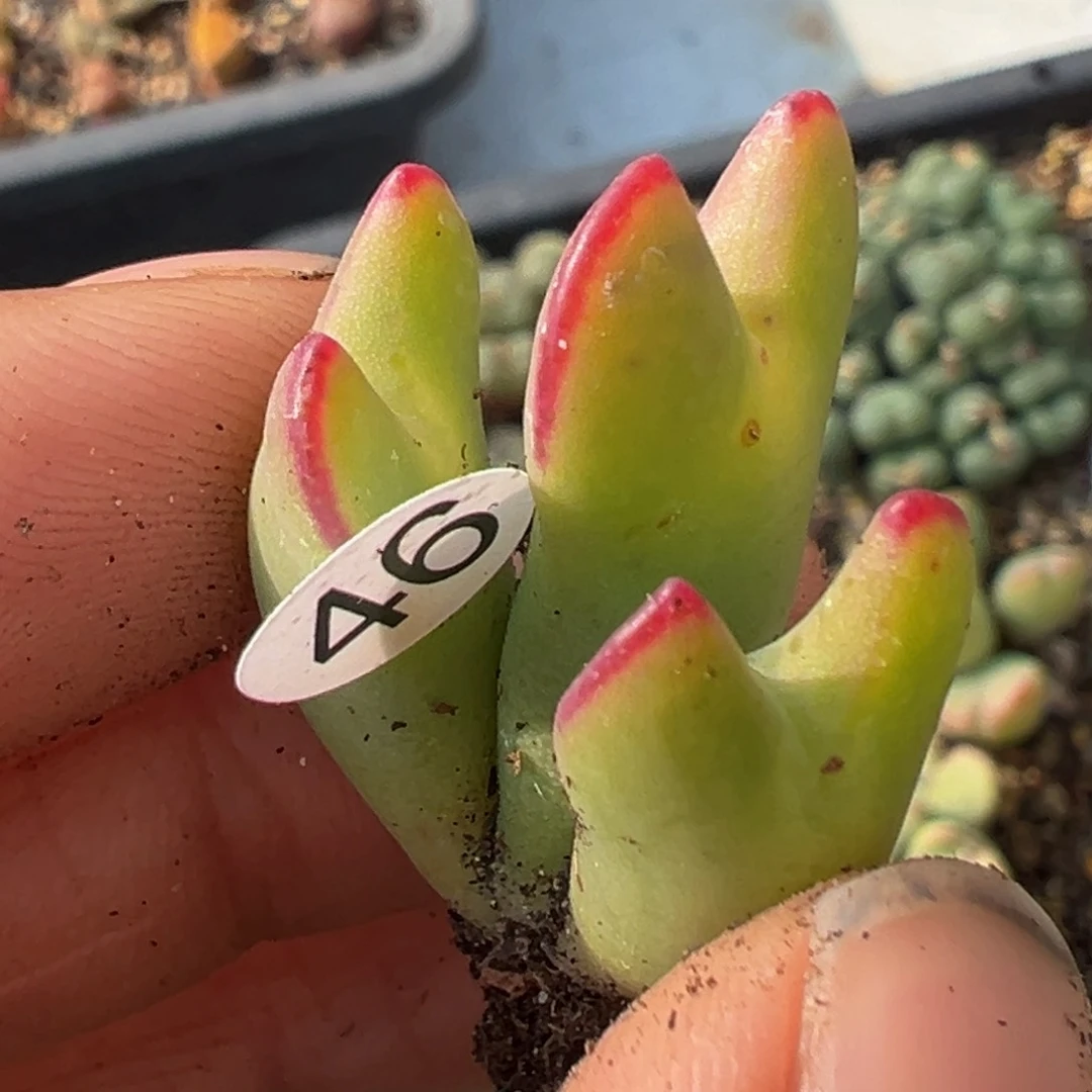 多肉植物111111111111111