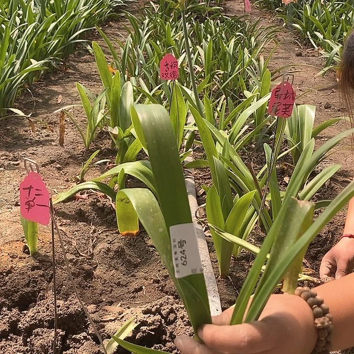 十二单一朱顶红624号