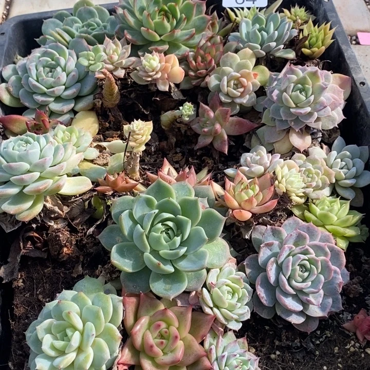 64 多肉植物盆栽花卉