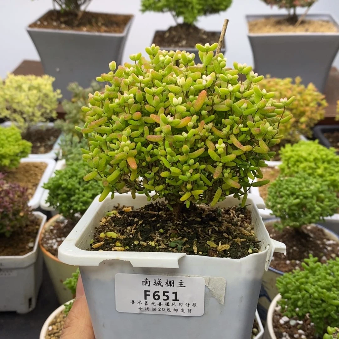 651蜜橘糖球枝干番杏