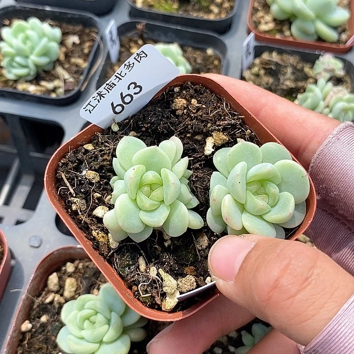 标签663秃子一个多肉