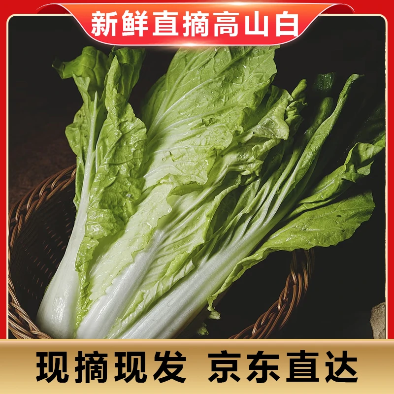 高山五号白600克-700克/份