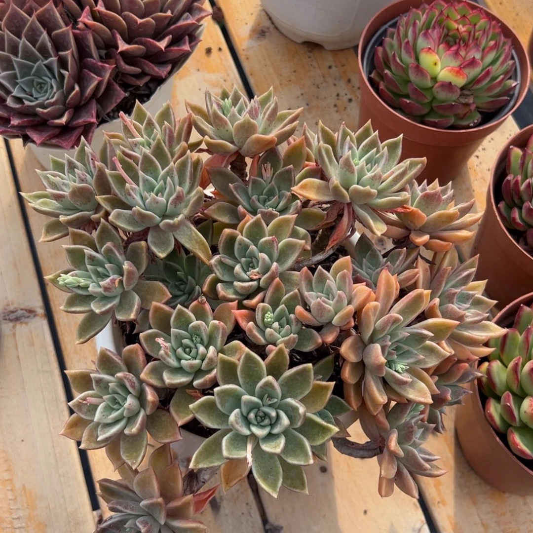 多肉黄金璀璨【非偏远地区满18包邮】