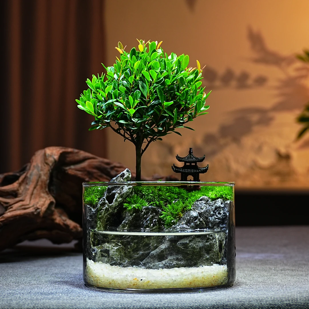 青苔壹品【小江楠】小叶赤楠绿植造景创意微景观成品可养鱼桌面摆件