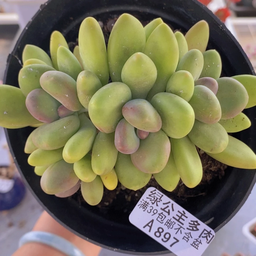 芒果奶12cm897多肉植物