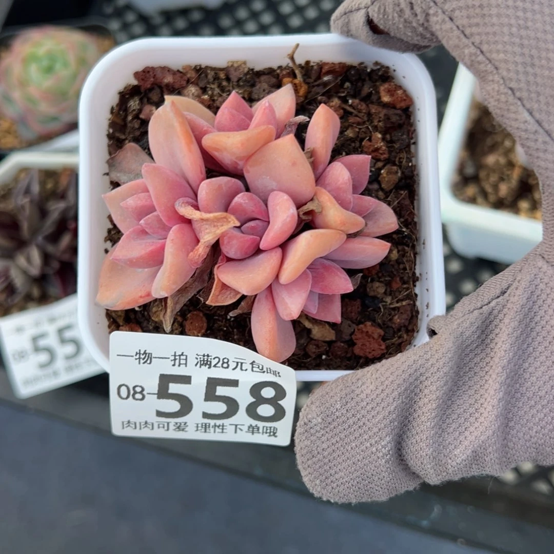 彩虹糖多肉多肉多肉