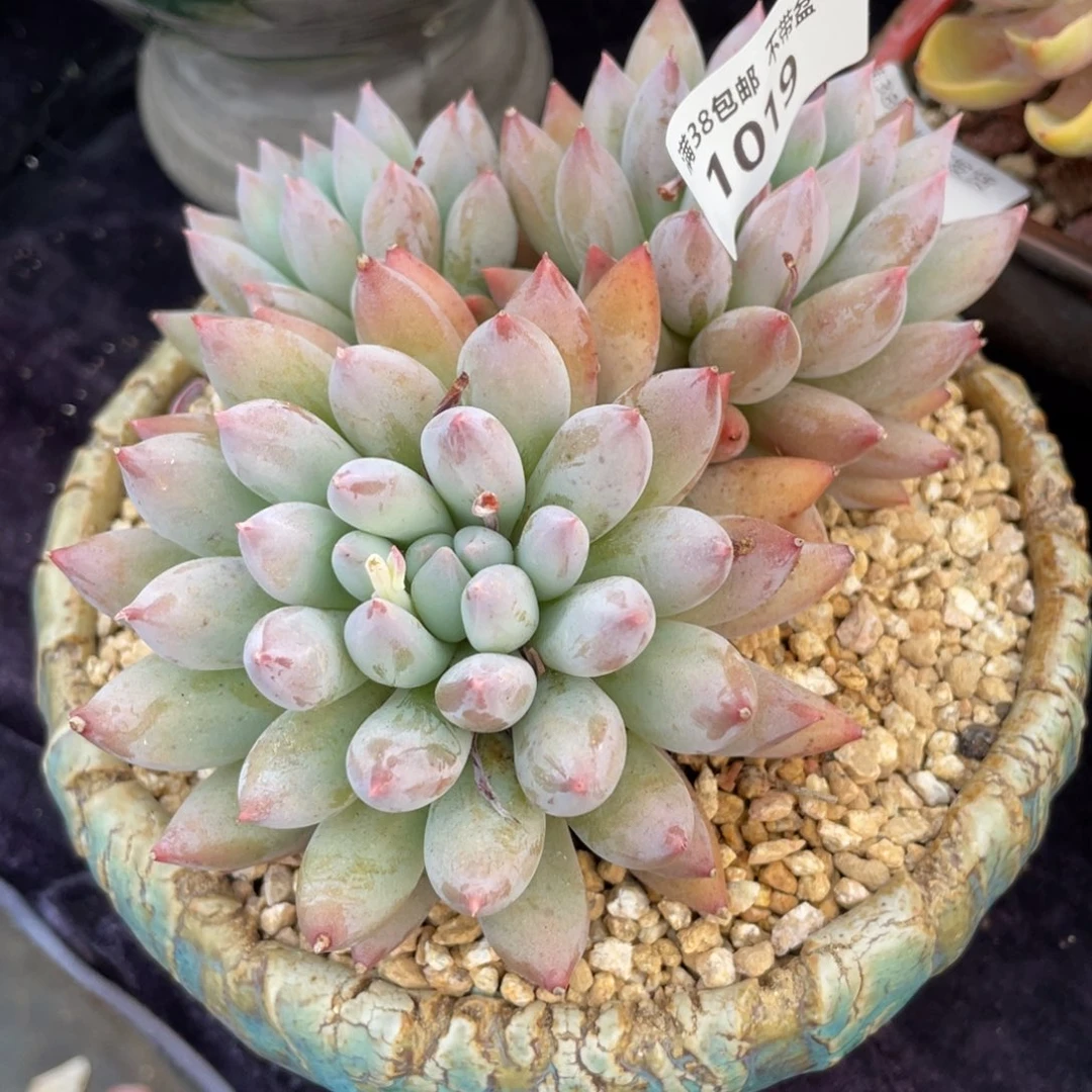 丝*1019香水群生多肉植物