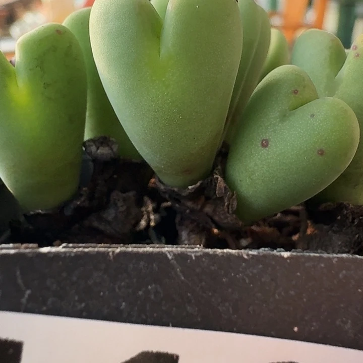 少将多肉一物一拍118