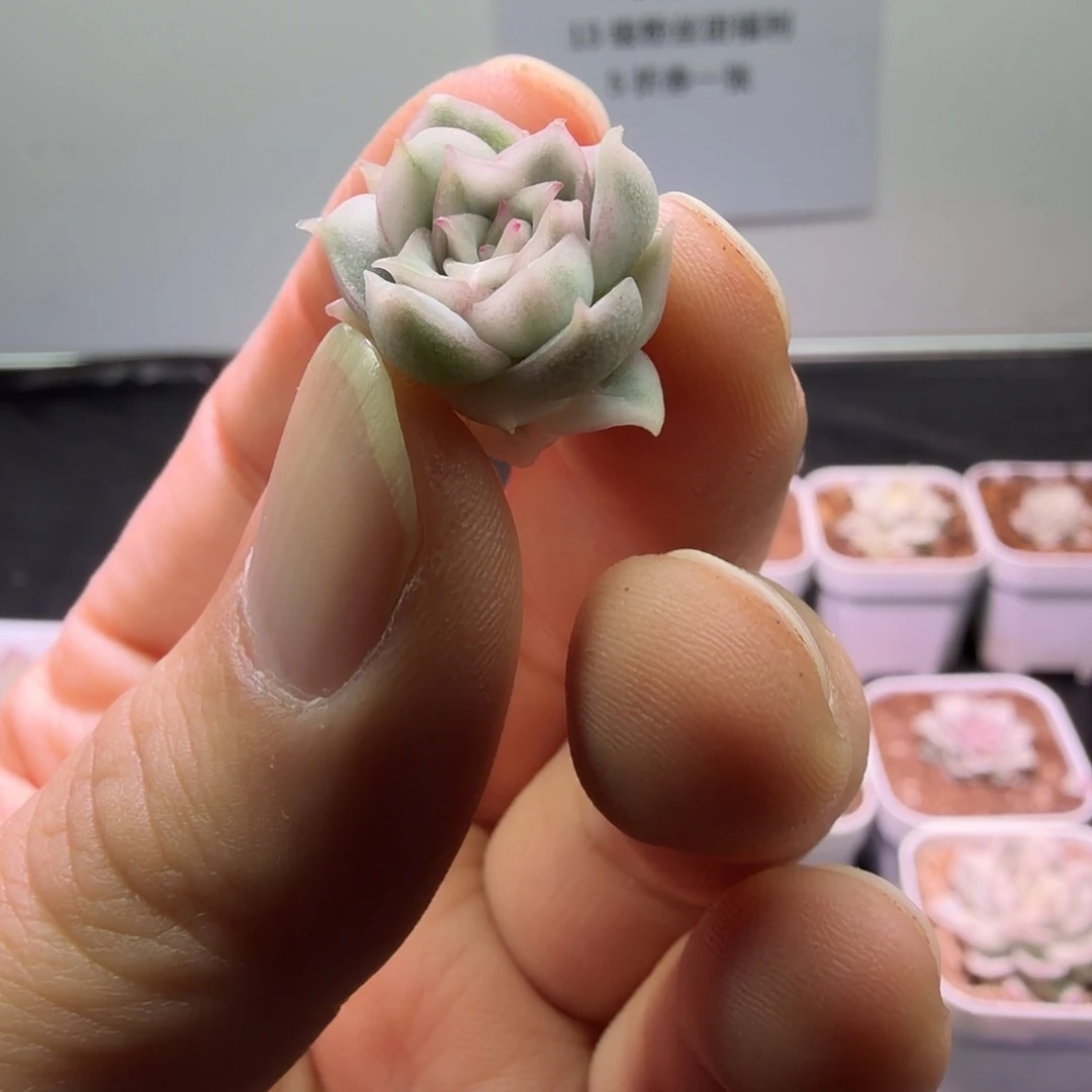 豆蔻锦植物一物一拍