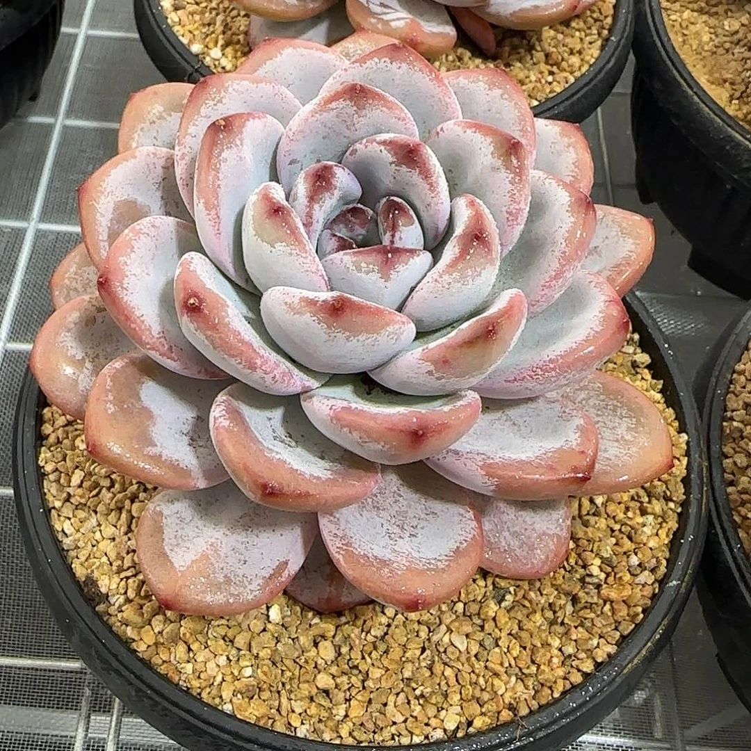 从前慢花园精选星星雪