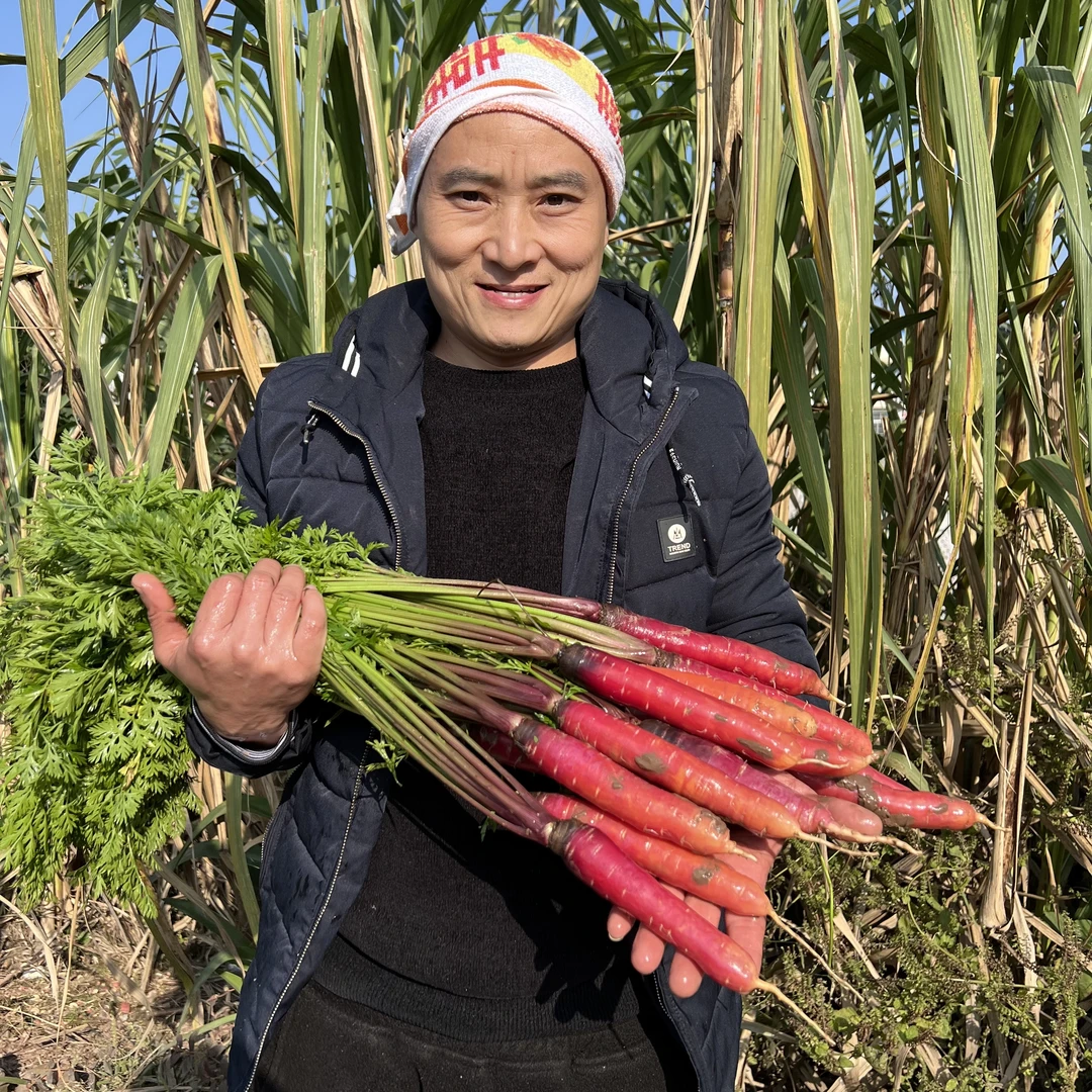 川渝老品种胡萝卜
