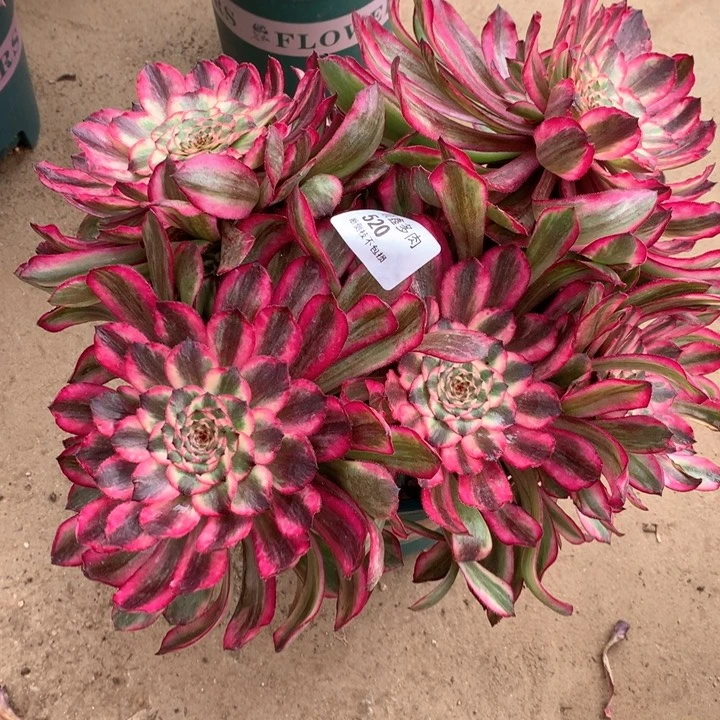 用****1520紫铜多肉植物